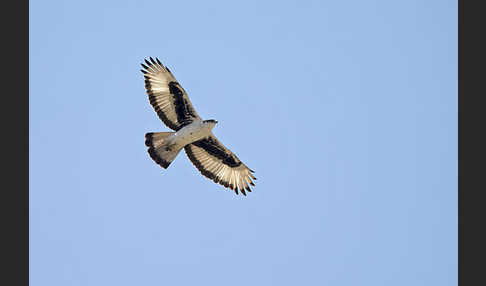 Afrikanischer Habichtsadler (Aquila spilogaster)