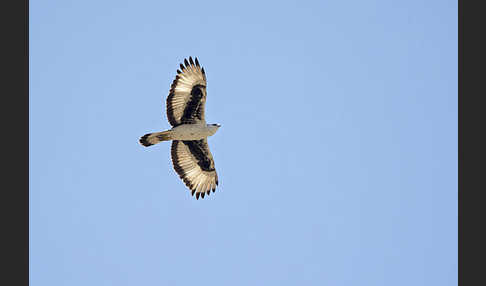 Afrikanischer Habichtsadler (Aquila spilogaster)