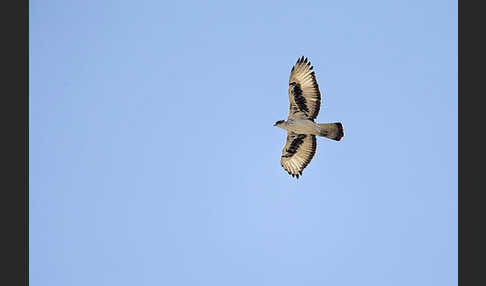 Afrikanischer Habichtsadler (Aquila spilogaster)