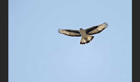 Afrikanischer Habichtsadler (Aquila spilogaster)