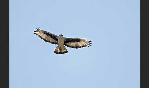 Afrikanischer Habichtsadler (Aquila spilogaster)