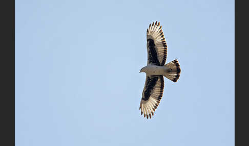 Afrikanischer Habichtsadler (Aquila spilogaster)