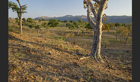 Aethiopien (Ethiopia)