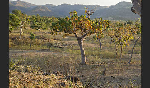 Aethiopien (Ethiopia)