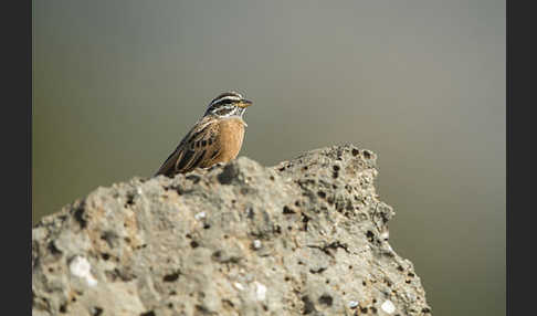 Bergammer (Emberiza tahapisi)