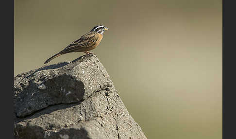 Bergammer (Emberiza tahapisi)