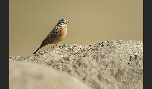 Bergammer (Emberiza tahapisi)