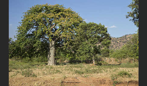 Affenbrotbaum (Adansonia digitata)