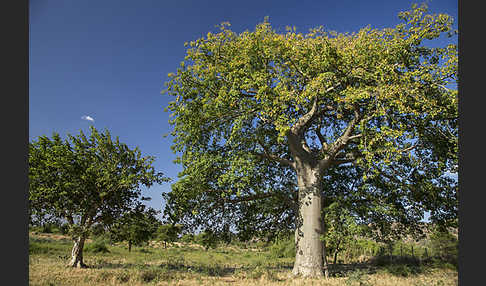 Affenbrotbaum (Adansonia digitata)