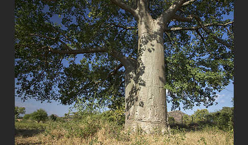 Affenbrotbaum (Adansonia digitata)