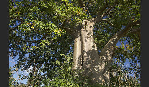 Affenbrotbaum (Adansonia digitata)