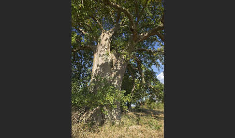 Affenbrotbaum (Adansonia digitata)