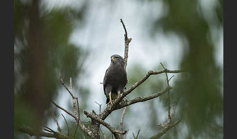 Bandschlangenadler (Circaetus cinerascens)