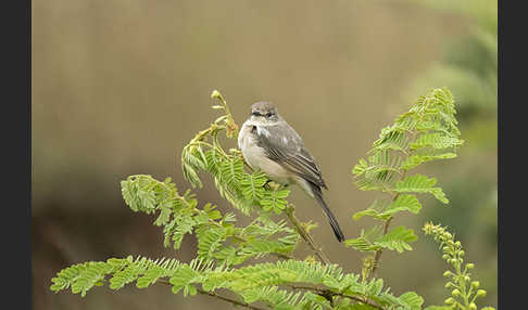 Strichelkopfschnäpper (Bradornis microrhynchus)