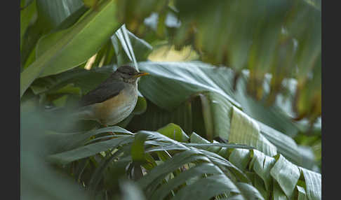 Afrikadrossel (Turdus pelios)