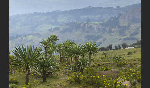 Aethiopien (Ethiopia)