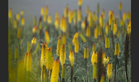 Fackellilie (Kniphofia foliosa)