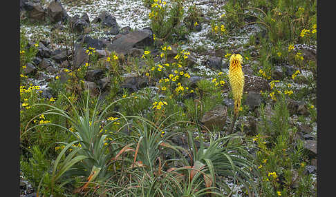 Fackellilie (Kniphofia foliosa)