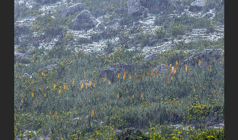 Fackellilie (Kniphofia foliosa)