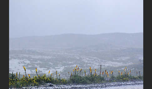 Fackellilie (Kniphofia foliosa)