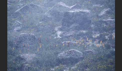 Fackellilie (Kniphofia foliosa)