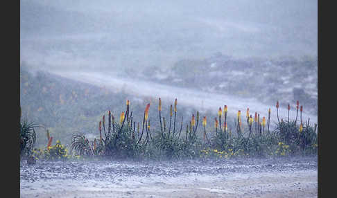 Fackellilie (Kniphofia foliosa)