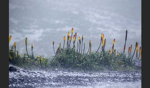 Fackellilie (Kniphofia foliosa)