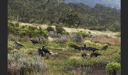 Erzrabe (Corvus crassirostris)