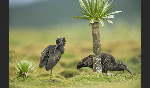 Klunkeribis (Bostrychia carunculata)