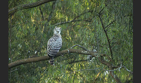 Kronenadler (Stephanoaetus coronatus)