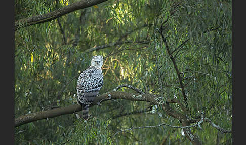 Kronenadler (Stephanoaetus coronatus)