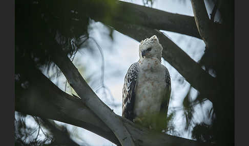 Kronenadler (Stephanoaetus coronatus)