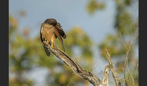 Heuschreckenteesa (Butastur rufipennis)