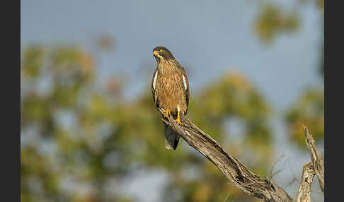 Heuschreckenteesa (Butastur rufipennis)