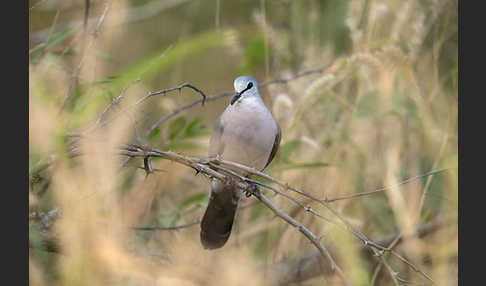 Erzflecktaube (Turtur abyssinicus)