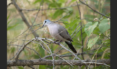 Erzflecktaube (Turtur abyssinicus)