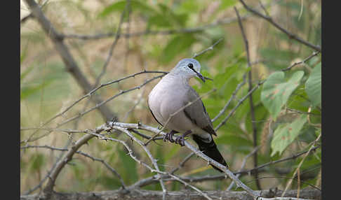 Erzflecktaube (Turtur abyssinicus)