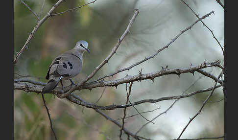 Erzflecktaube (Turtur abyssinicus)