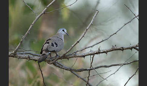 Erzflecktaube (Turtur abyssinicus)