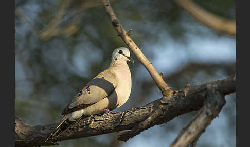 Erzflecktaube (Turtur abyssinicus)