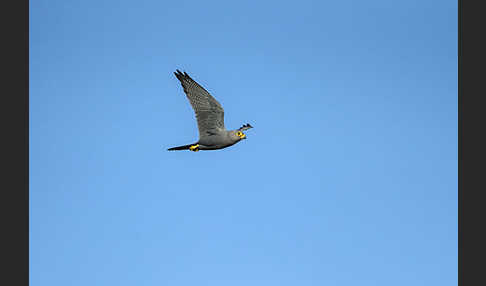 Graufalke (Falco ardosiaceus)