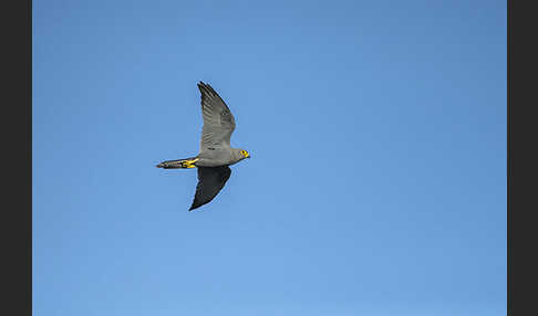 Graufalke (Falco ardosiaceus)