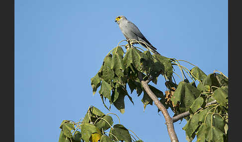 Graufalke (Falco ardosiaceus)