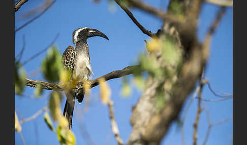 Grautoko (Tockus nasutus)