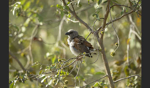 Graukopfsperling (Passer griseus)