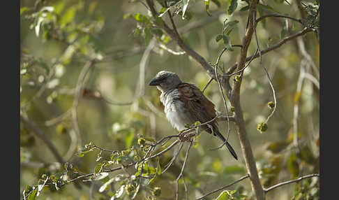 Graukopfsperling (Passer griseus)