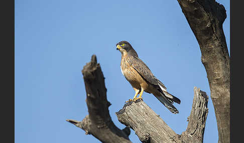 Heuschreckenteesa (Butastur rufipennis)