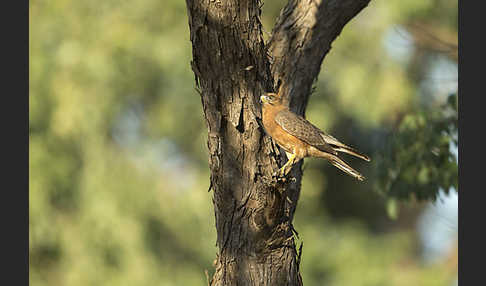 Heuschreckenteesa (Butastur rufipennis)