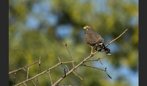 Heuschreckenteesa (Butastur rufipennis)