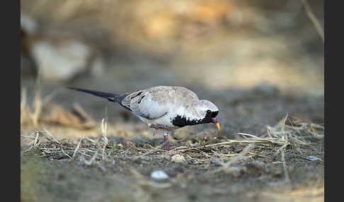 Kaptäubchen (Oena capensis)